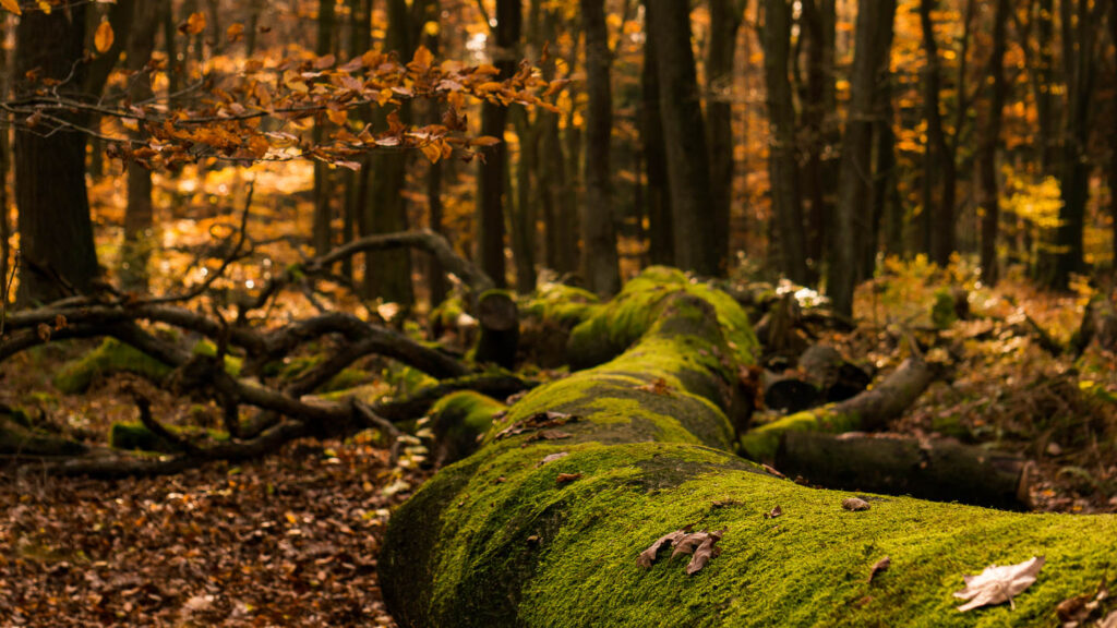 Wald Impression